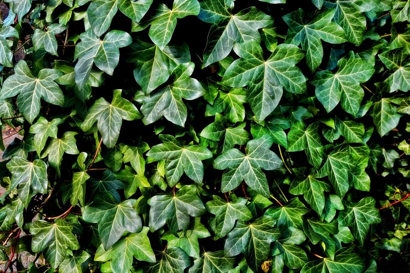 Climbing Plants
