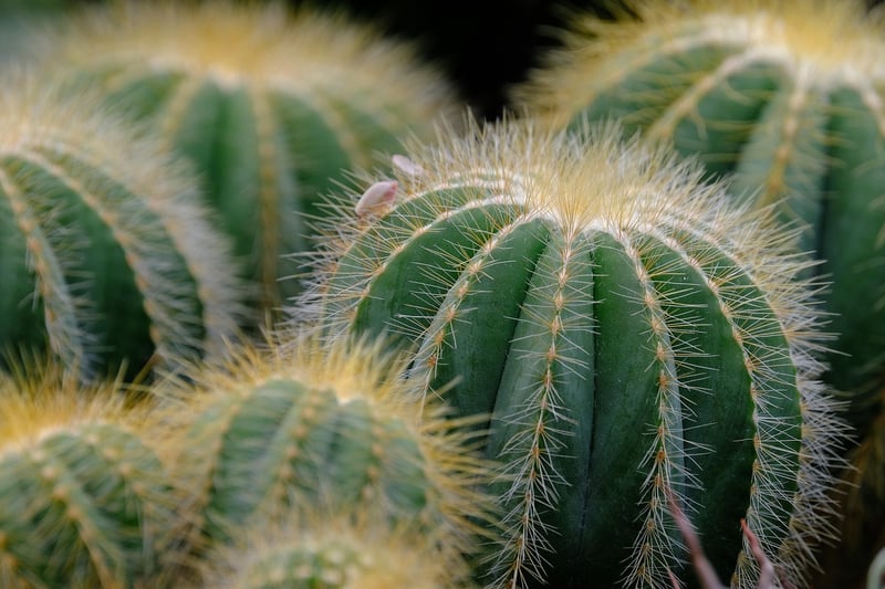 Indoor Plants